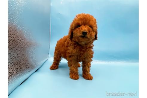 成約済の東京都のトイプードル-201413の2枚目