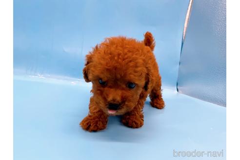 成約済の東京都のトイプードル-201413の3枚目