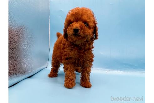 成約済の東京都のトイプードル-201413の4枚目