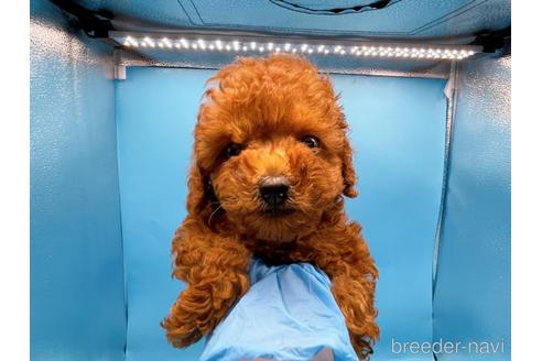 成約済の東京都のトイプードル-201413の5枚目