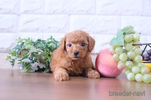 成約済の滋賀県のトイプードル-201348