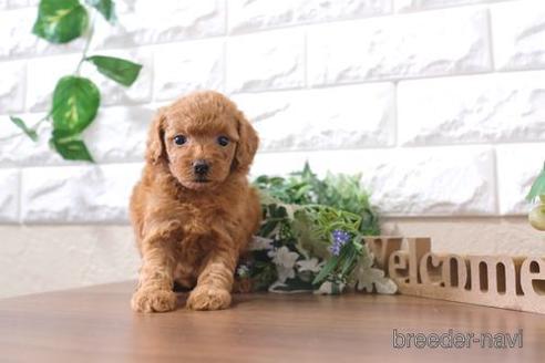 成約済の滋賀県のトイプードル-201348の4枚目