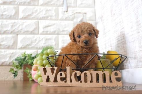 成約済の滋賀県のトイプードル-201349