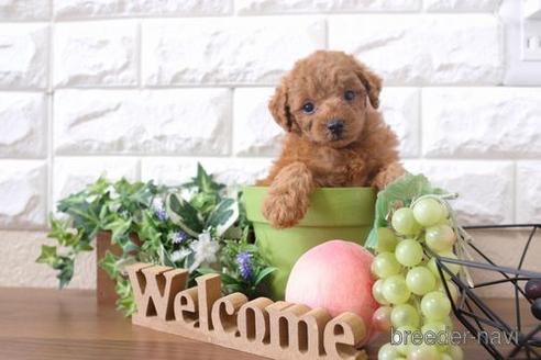 成約済の滋賀県のトイプードル-201349の4枚目