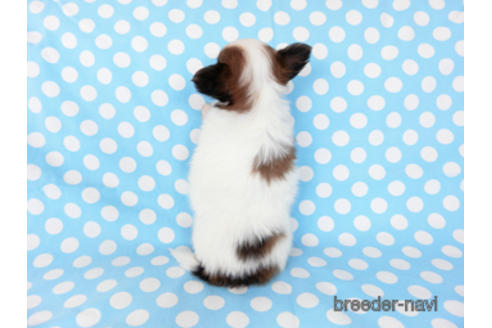 成約済の千葉県のパピヨン-201355の11枚目