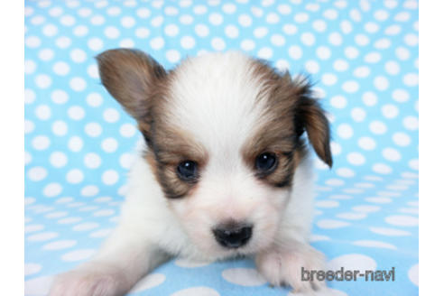 成約済の千葉県のパピヨン-201355の10枚目