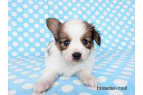 成約済の千葉県のパピヨン-201355の9枚目