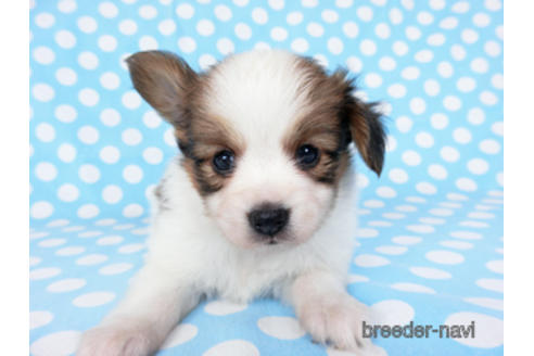 成約済の千葉県のパピヨン-201355の8枚目