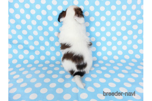 成約済の千葉県のパピヨン-201358の12枚目