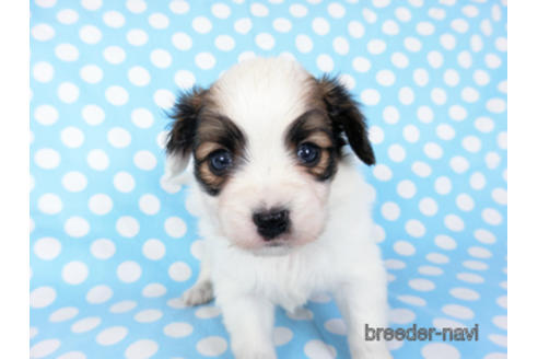 成約済の千葉県のパピヨン-201358の11枚目