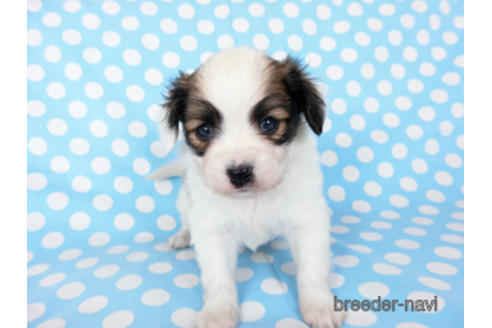 成約済の千葉県のパピヨン-201358の10枚目