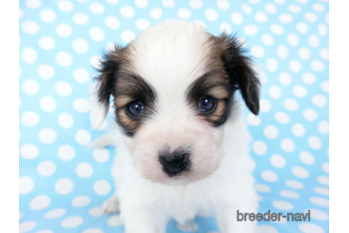 成約済の千葉県のパピヨン-201358の9枚目