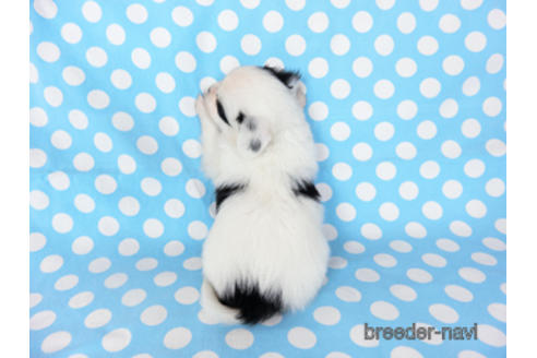 成約済の千葉県のパピヨン-201370の4枚目