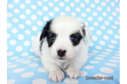 成約済の千葉県のパピヨン-201370の3枚目