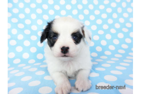 成約済の千葉県のパピヨン-201370の2枚目