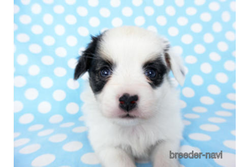 成約済の千葉県のパピヨン-201370の1枚目