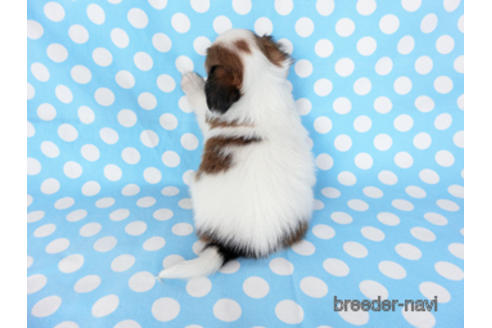 成約済の千葉県のパピヨン-201373の12枚目