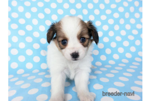 成約済の千葉県のパピヨン-201373の11枚目