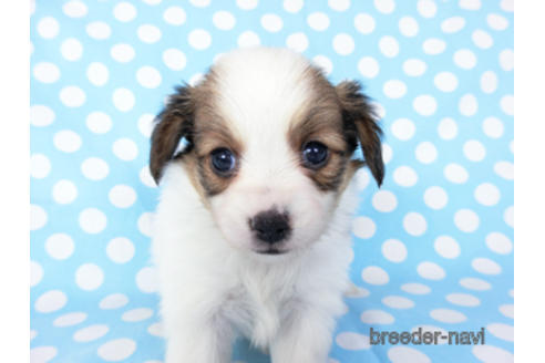 成約済の千葉県のパピヨン-201373の10枚目