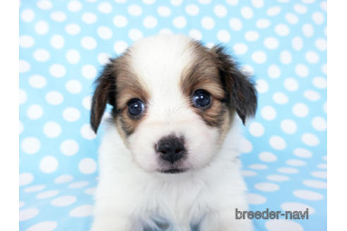 成約済の千葉県のパピヨン-201373の9枚目