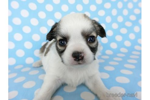 成約済の千葉県のチワワ(ロングコート)-201392の11枚目