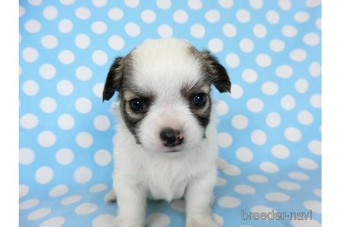 成約済の千葉県のチワワ(ロングコート)-201392の12枚目