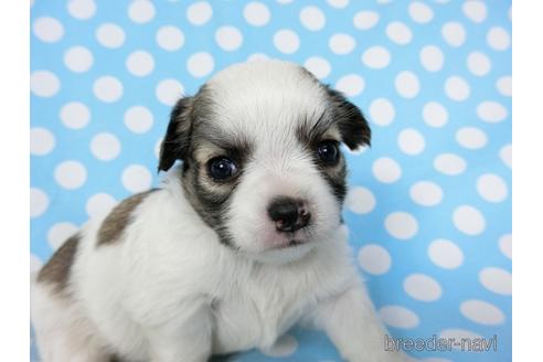 成約済の千葉県のチワワ(ロングコート)-201392の13枚目