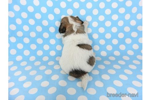 成約済の千葉県のチワワ(ロングコート)-201392の14枚目