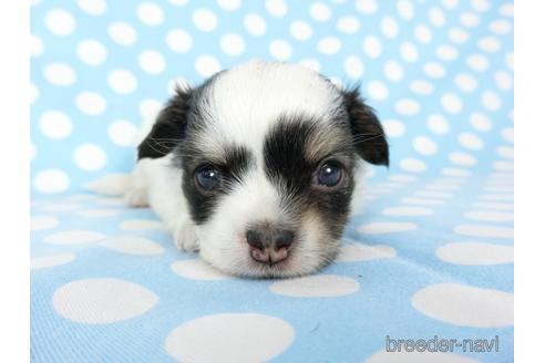 成約済の千葉県のチワワ(ロングコート)-201396の12枚目