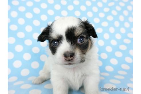 成約済の千葉県のチワワ(ロングコート)-201396の13枚目