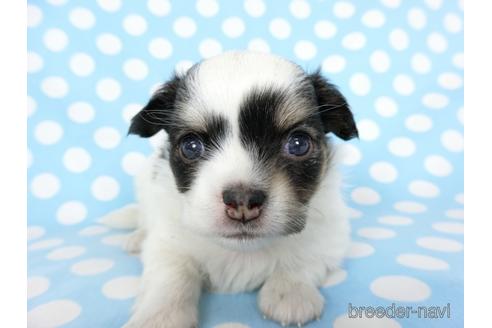 成約済の千葉県のチワワ(ロングコート)-201396の14枚目