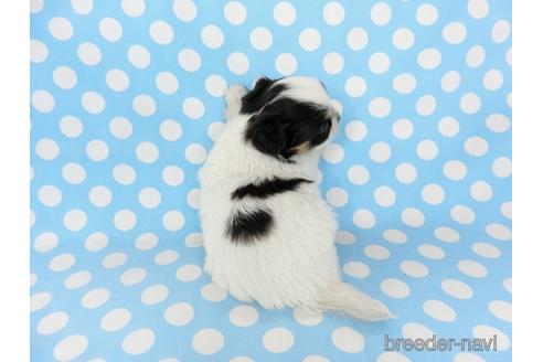 成約済の千葉県のチワワ(ロングコート)-201396の15枚目