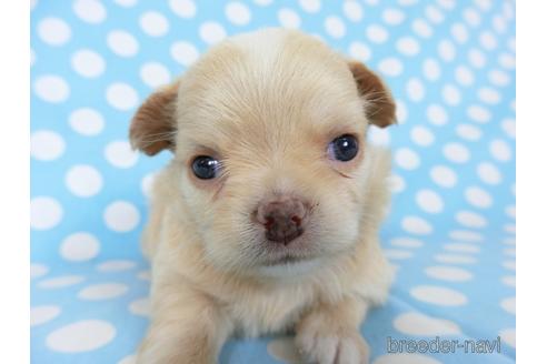 成約済の千葉県のチワワ(ロングコート)-201398の12枚目