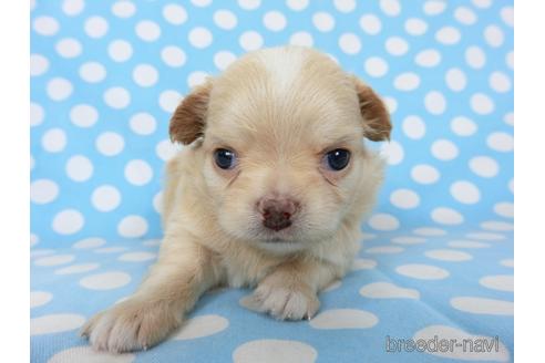 成約済の千葉県のチワワ(ロングコート)-201398の9枚目
