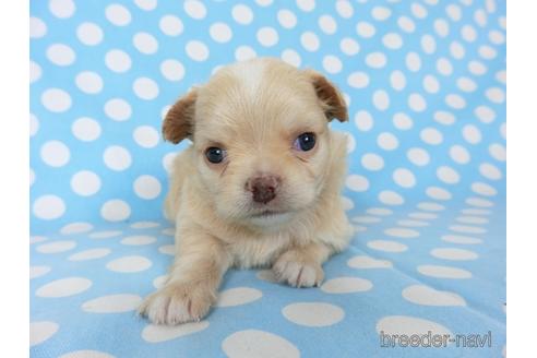 成約済の千葉県のチワワ(ロングコート)-201398の10枚目
