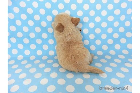 成約済の千葉県のチワワ(ロングコート)-201398の11枚目