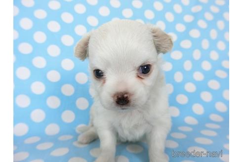 成約済の千葉県のチワワ(ロングコート)-201402の10枚目