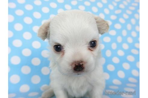 成約済の千葉県のチワワ(ロングコート)-201402の11枚目