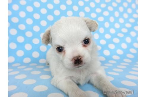 成約済の千葉県のチワワ(ロングコート)-201402の12枚目