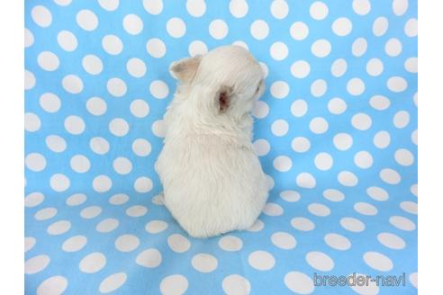 成約済の千葉県のチワワ(ロングコート)-201402の9枚目