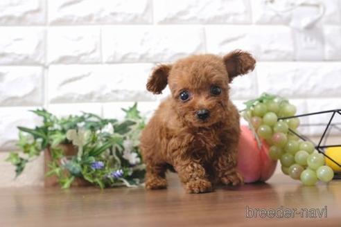 成約済の滋賀県のトイプードル-199136の1枚目