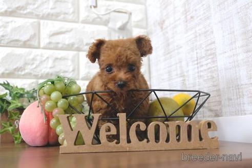 成約済の滋賀県のトイプードル-199136の6枚目