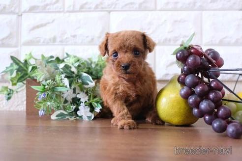 成約済の滋賀県のトイプードル-199136の3枚目