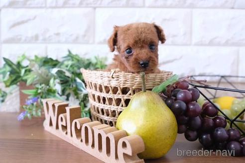 成約済の滋賀県のトイプードル-199136の2枚目