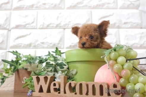 成約済の滋賀県のトイプードル-199138の1枚目