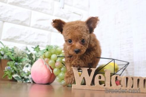 成約済の滋賀県のトイプードル-199138の6枚目