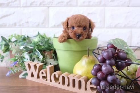 成約済の滋賀県のトイプードル-199138の3枚目