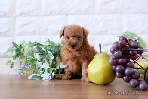 成約済の滋賀県のトイプードル-199138の2枚目