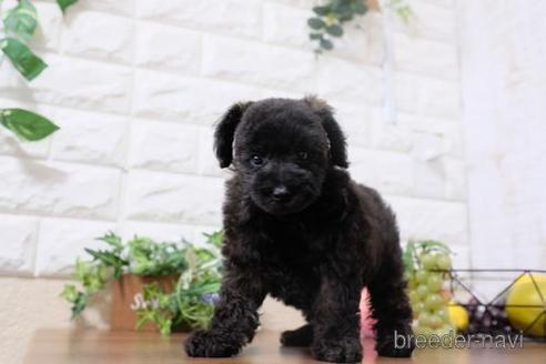 成約済の滋賀県のトイプードル-199142の6枚目