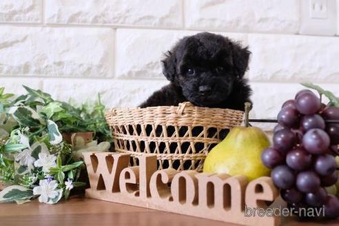 成約済の滋賀県のトイプードル-199142の3枚目